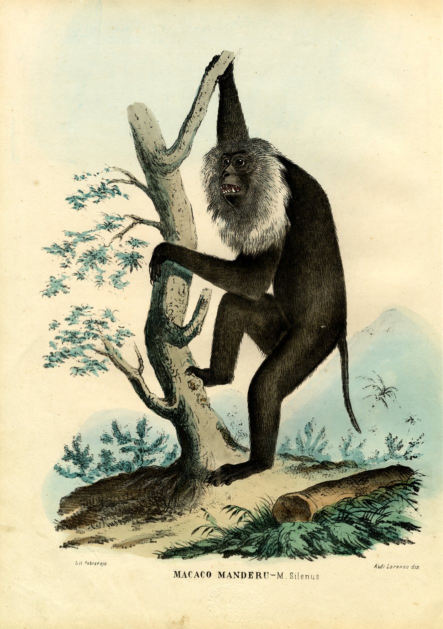 Wanderoo, 1863-79 av Raimundo Petraroja