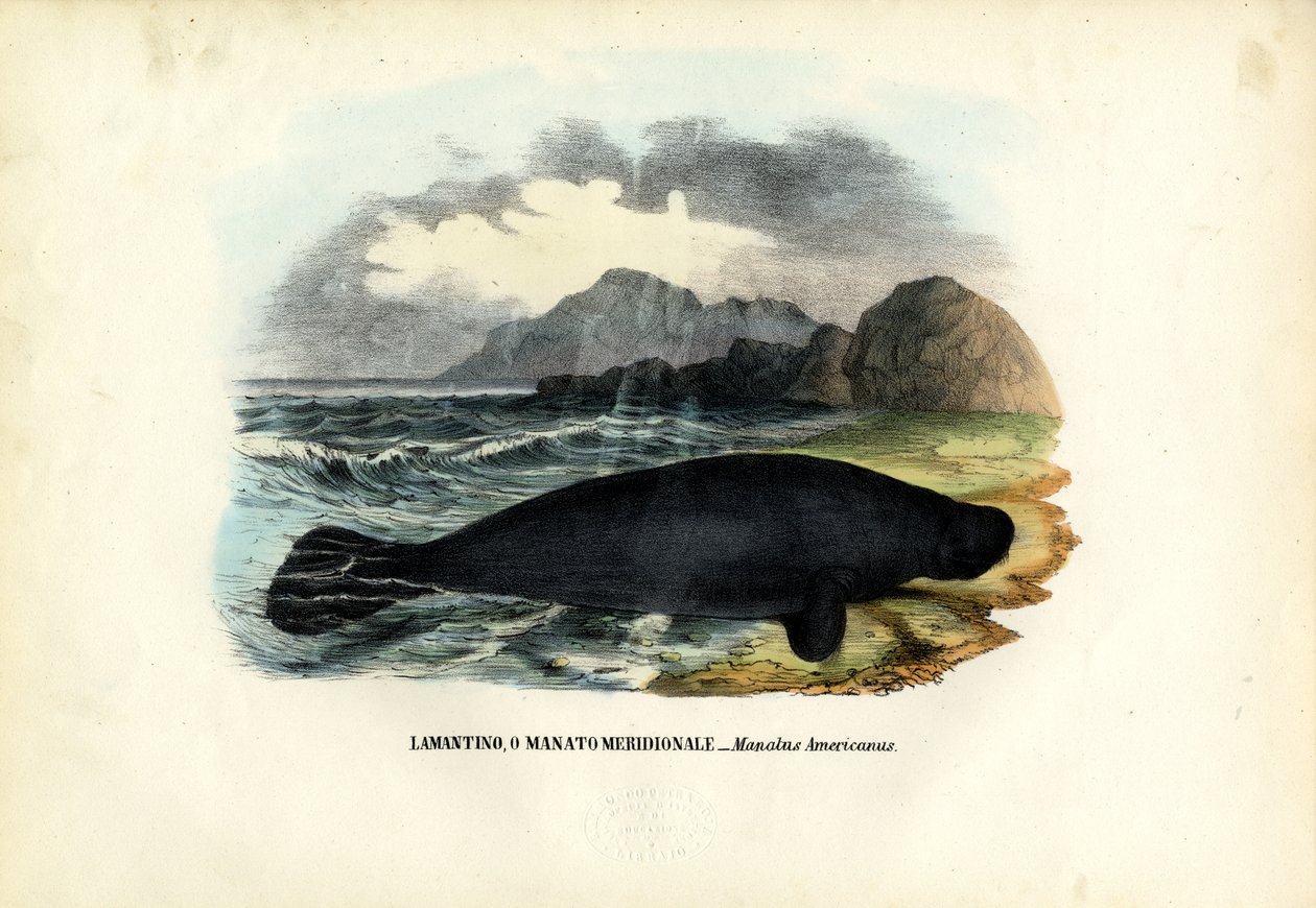 Vestindiske Manatee, 1863-79 av Raimundo Petraroja