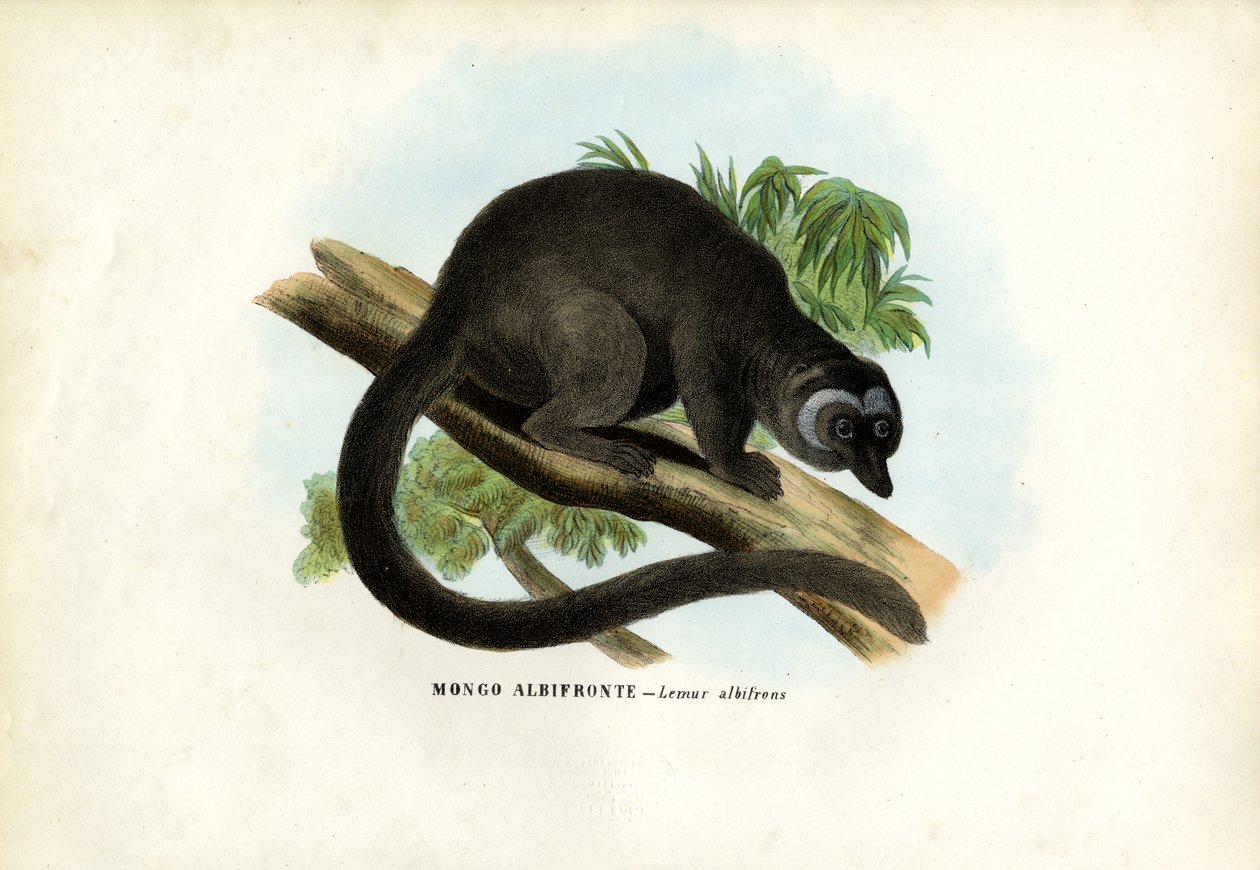 Hvithodet brun lemur, 1863-79 av Raimundo Petraroja