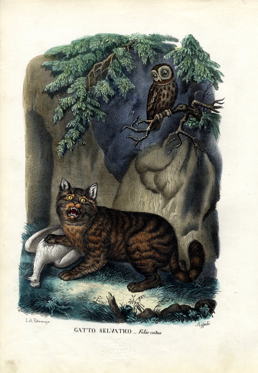 Vildkatt, 1863-79 av Raimundo Petraroja