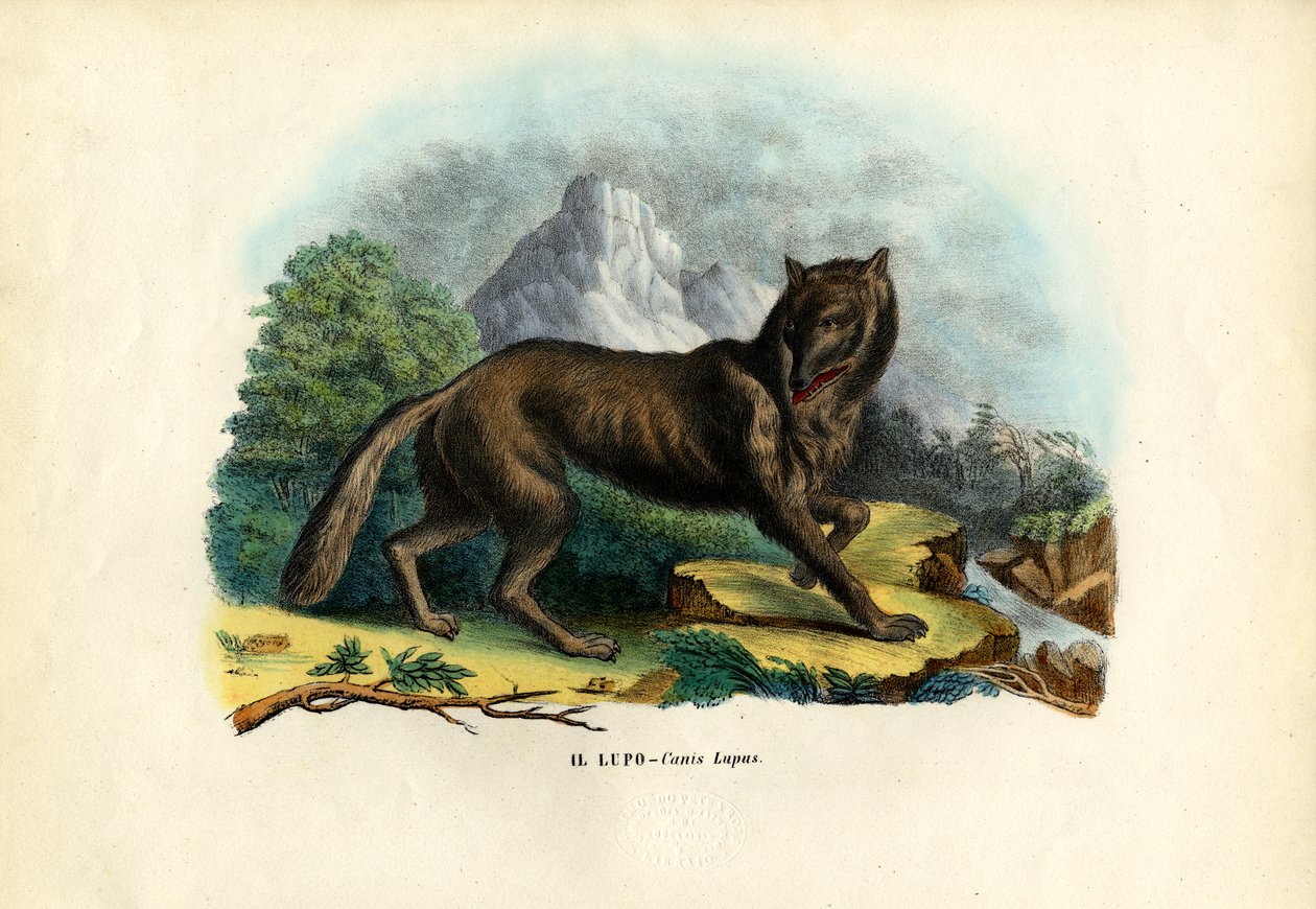 Ulv, 1863-79 av Raimundo Petraroja