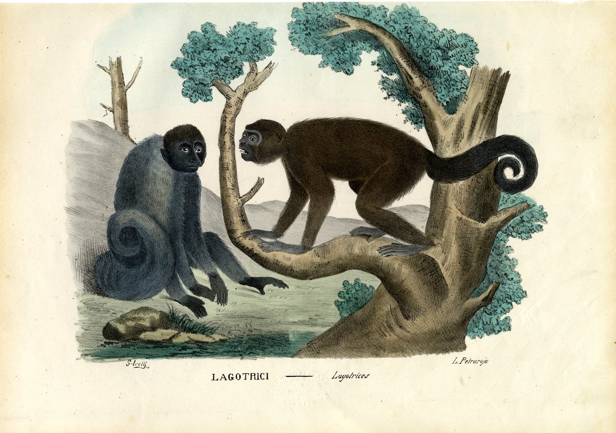 Woolly Monkey, 1863-79 av Raimundo Petraroja