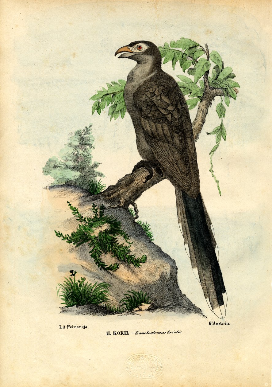 Gulnebbgjøk, 1863-79 av Raimundo Petraroja