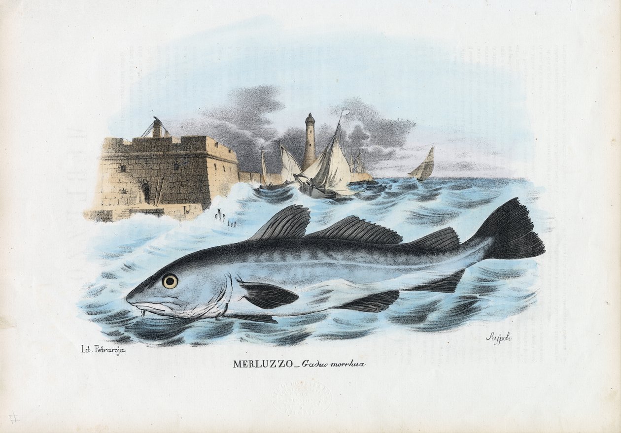Atlantic Cod, 1863-79 av Raimundo Petraroja