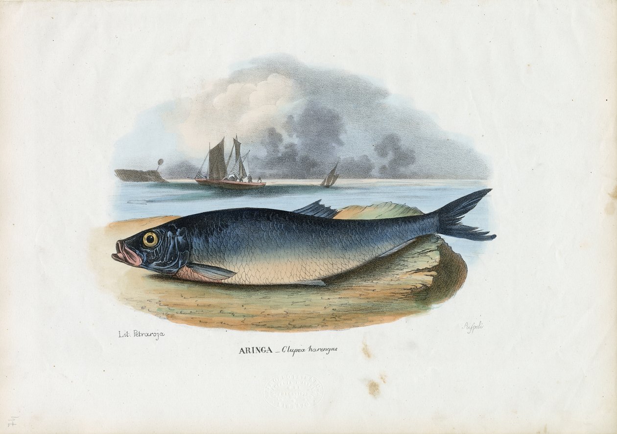 Atlanterhavssild, 1863-79 av Raimundo Petraroja