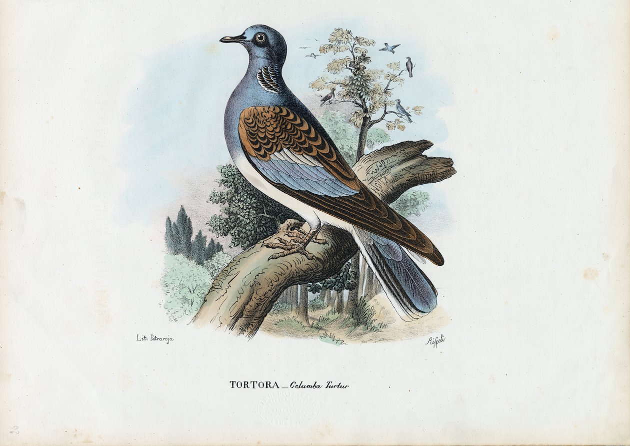 Europeisk turteldue, 1863-79 av Raimundo Petraroja