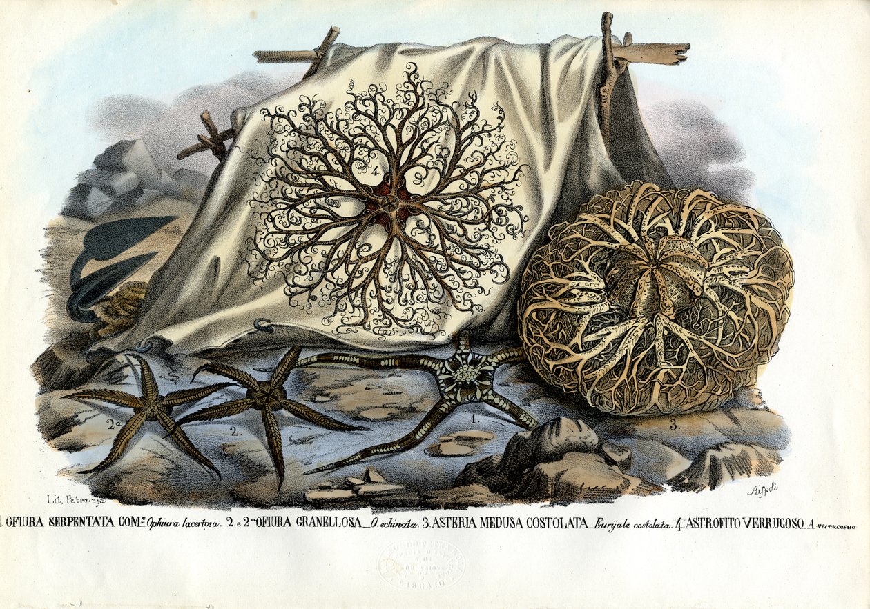 Gorgons hode, 1863-79 av Raimundo Petraroja