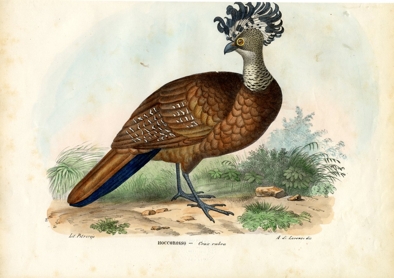 Store Curassow, 1863-79 av Raimundo Petraroja