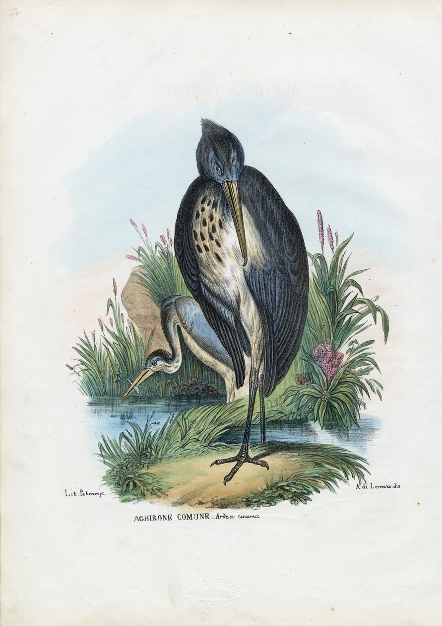 Gråhegre, 1863-79 av Raimundo Petraroja