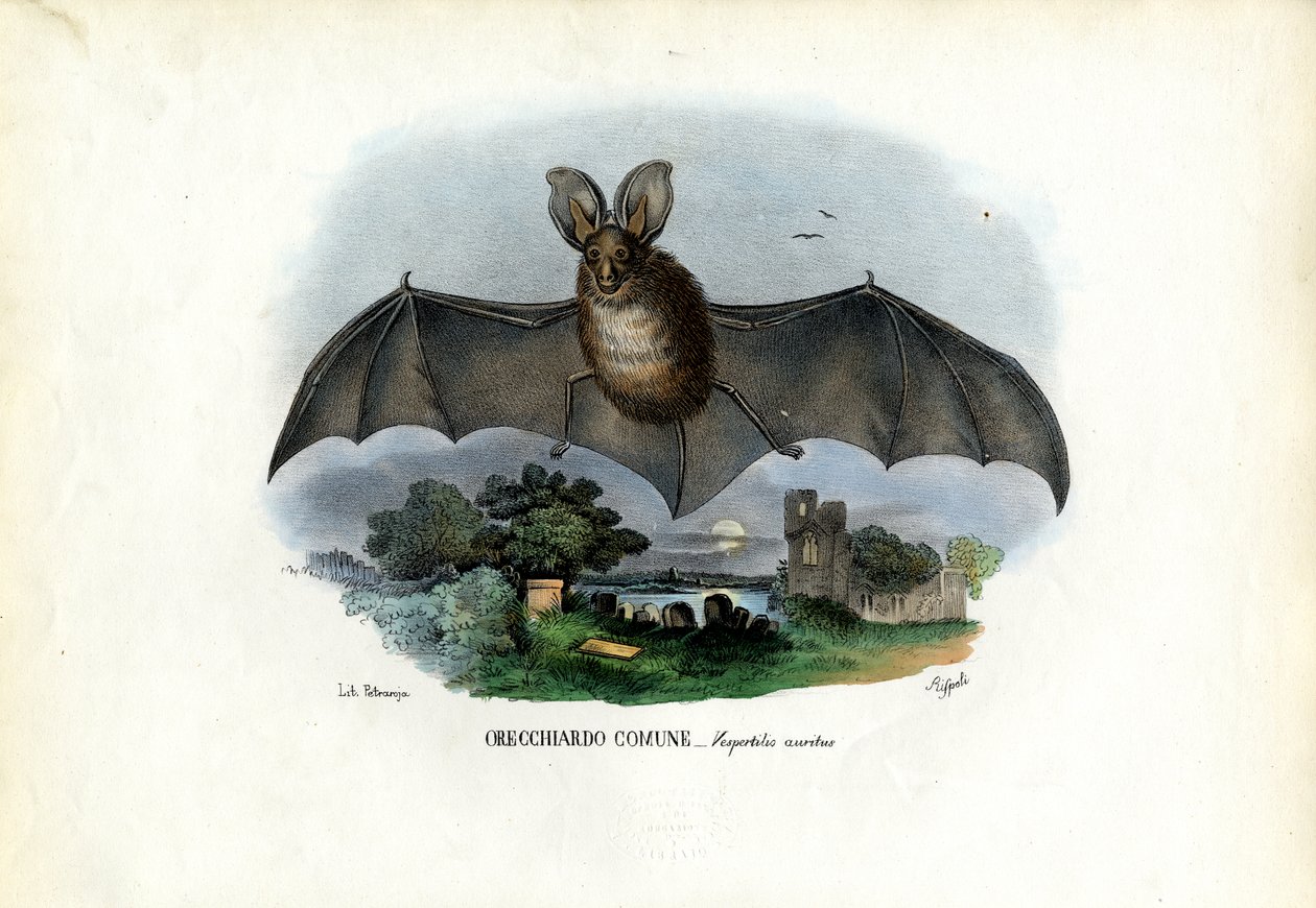 Grå langøret flaggermus, 1863-79 av Raimundo Petraroja