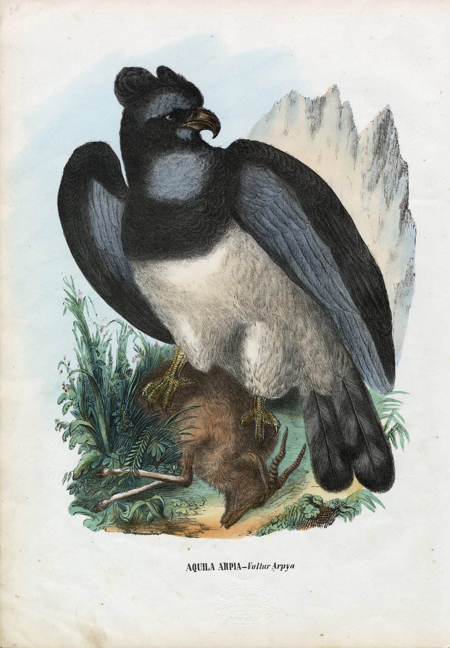 Harpy Eagle, 1863-79 av Raimundo Petraroja