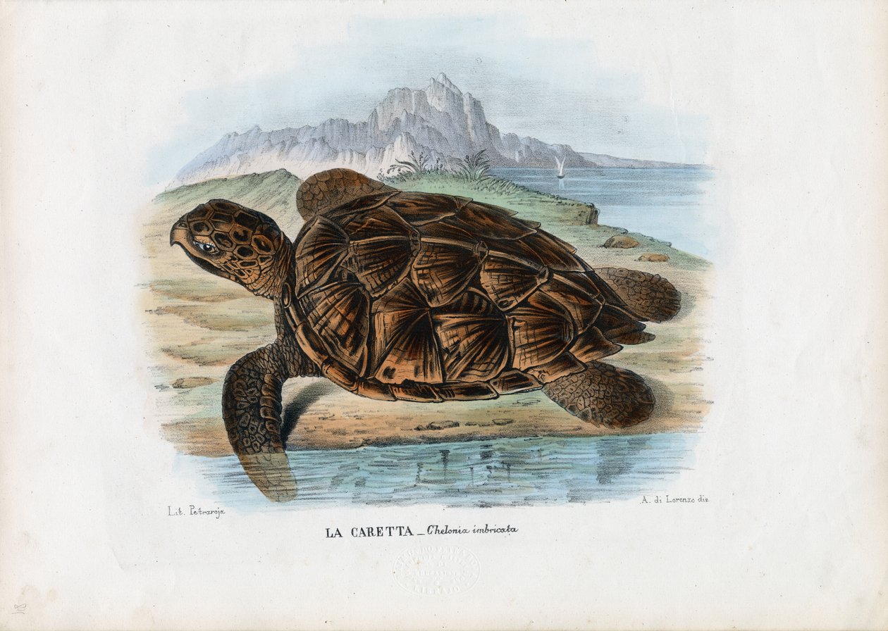Hawksbill havskilpadde, 1863-79 av Raimundo Petraroja