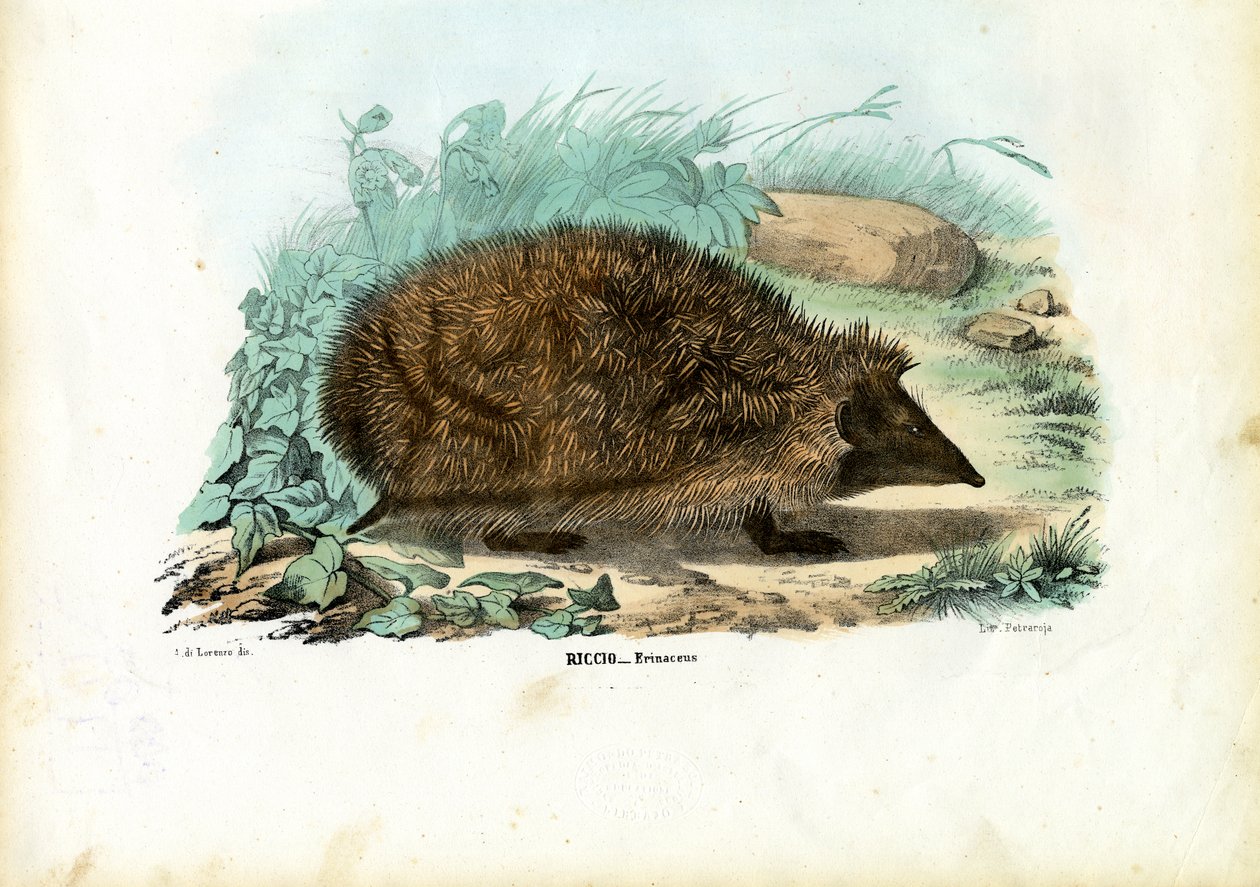 Pinnsvin, 1863-79 av Raimundo Petraroja