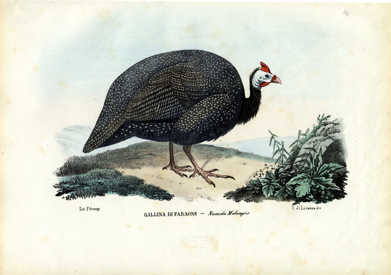 Perlefugl med hjelm, 1863-79 av Raimundo Petraroja