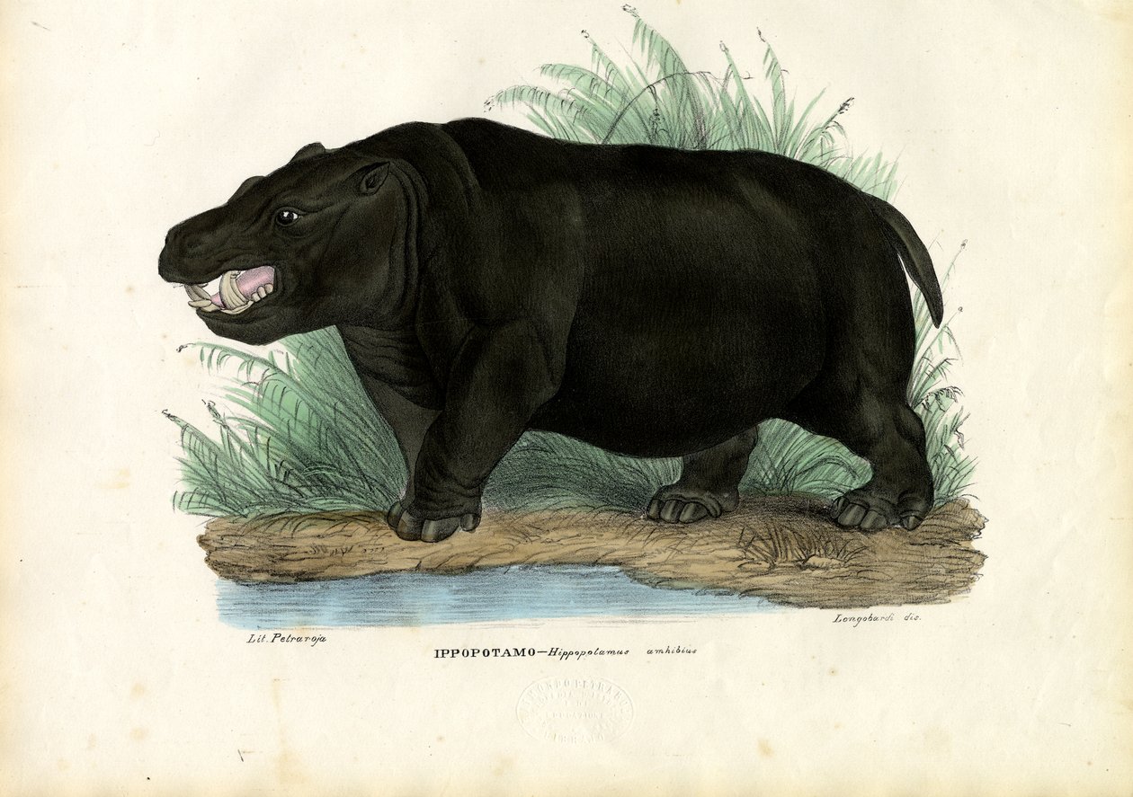 Flodhest, 1863-79 av Raimundo Petraroja