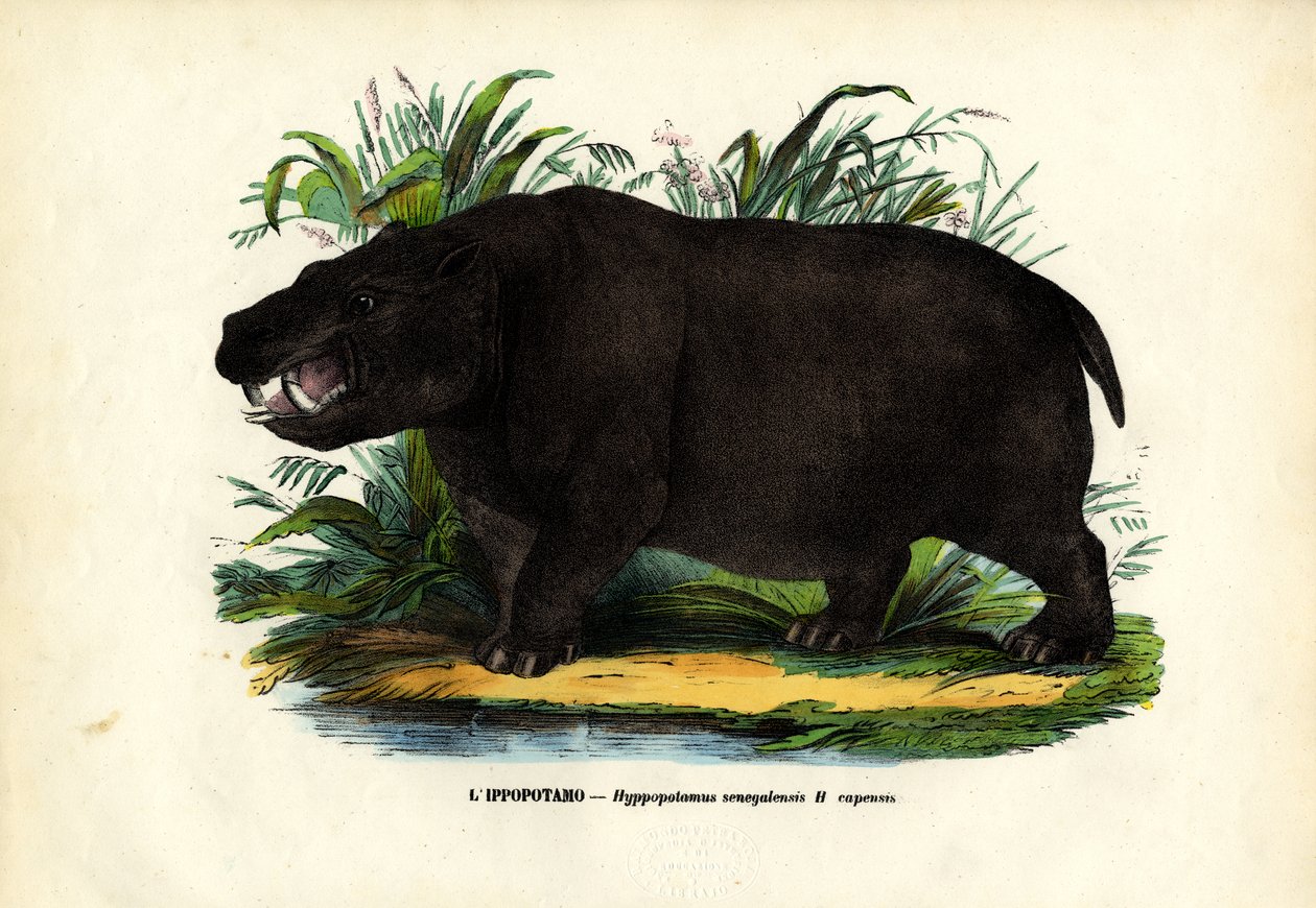 Flodhest, 1863-79 av Raimundo Petraroja