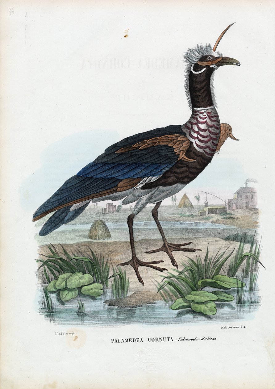 Horned Screamer, 1863-79 av Raimundo Petraroja