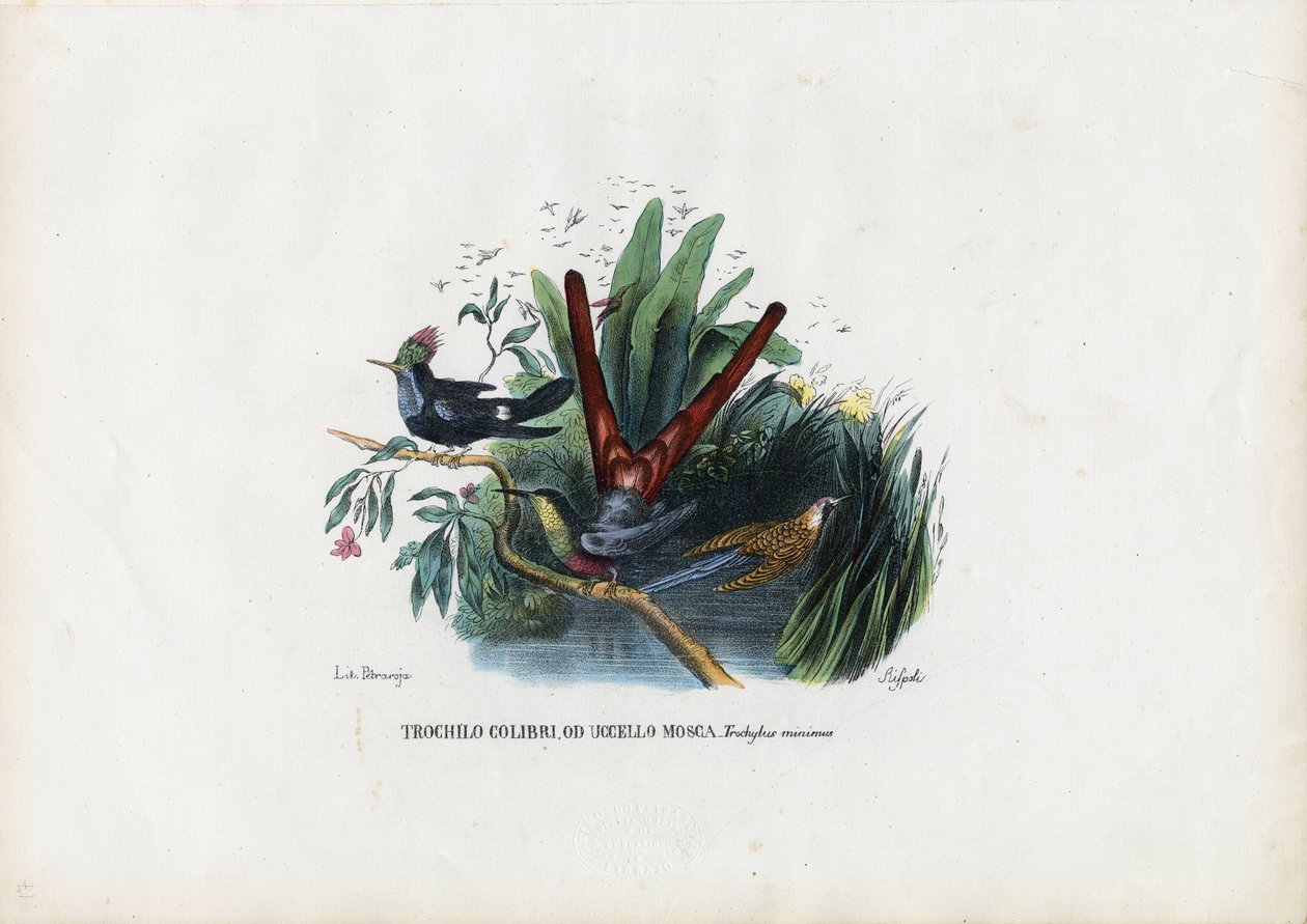 Kolibrier, 1863-79 av Raimundo Petraroja