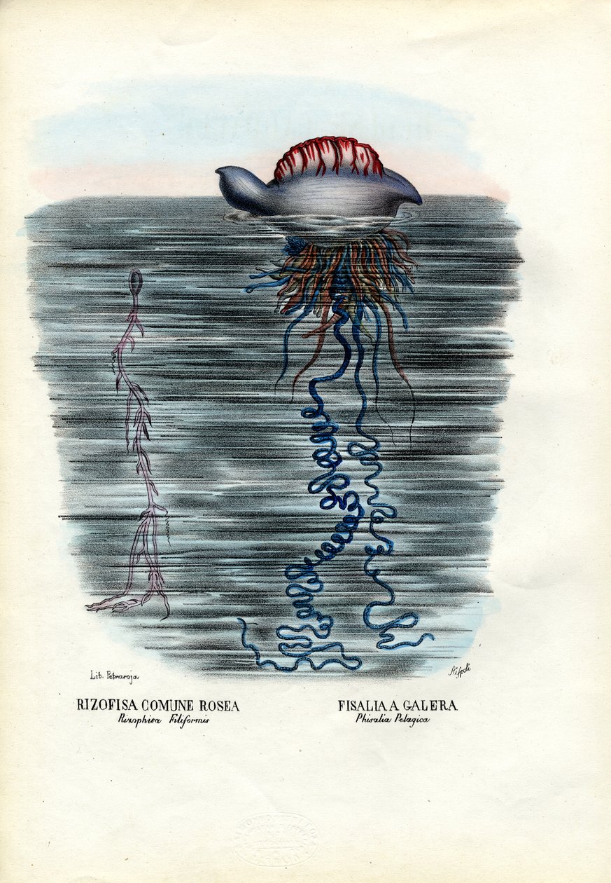 Maneter, 1863-79 av Raimundo Petraroja