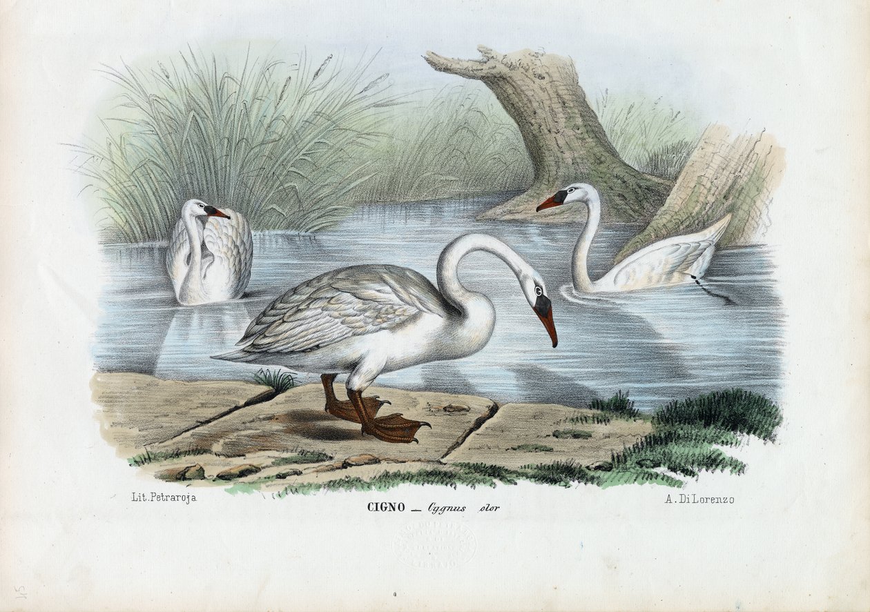 Knopsvane, 1863-79 av Raimundo Petraroja