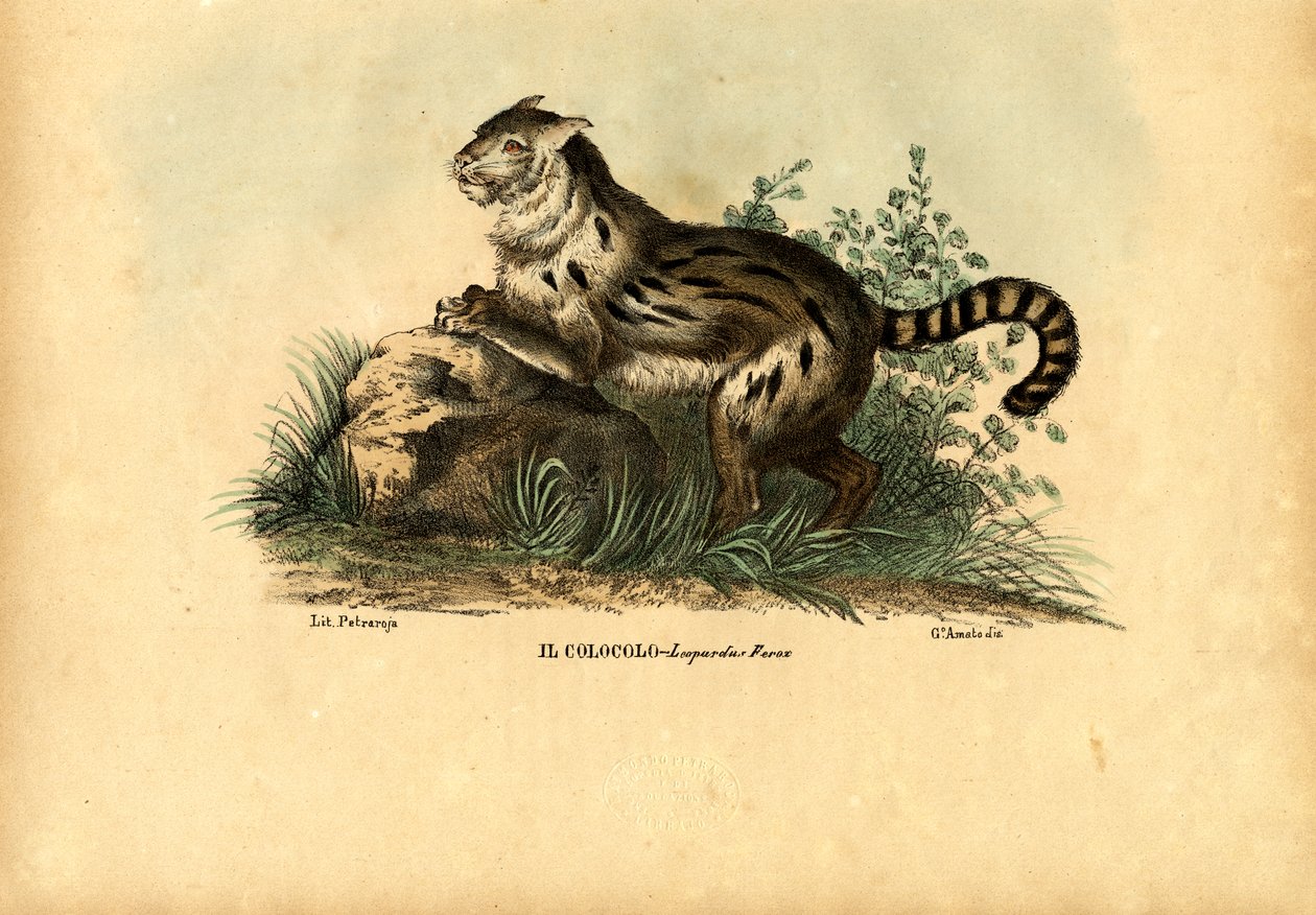 Pampas Cat, 1863-79 av Raimundo Petraroja