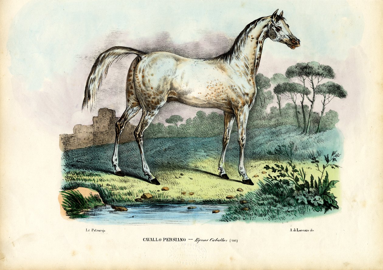 Persisk hest, 1863-79 av Raimundo Petraroja