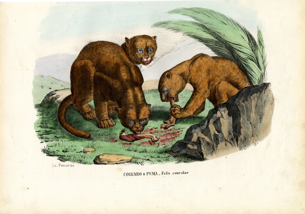 Puma, 1863-79 av Raimundo Petraroja
