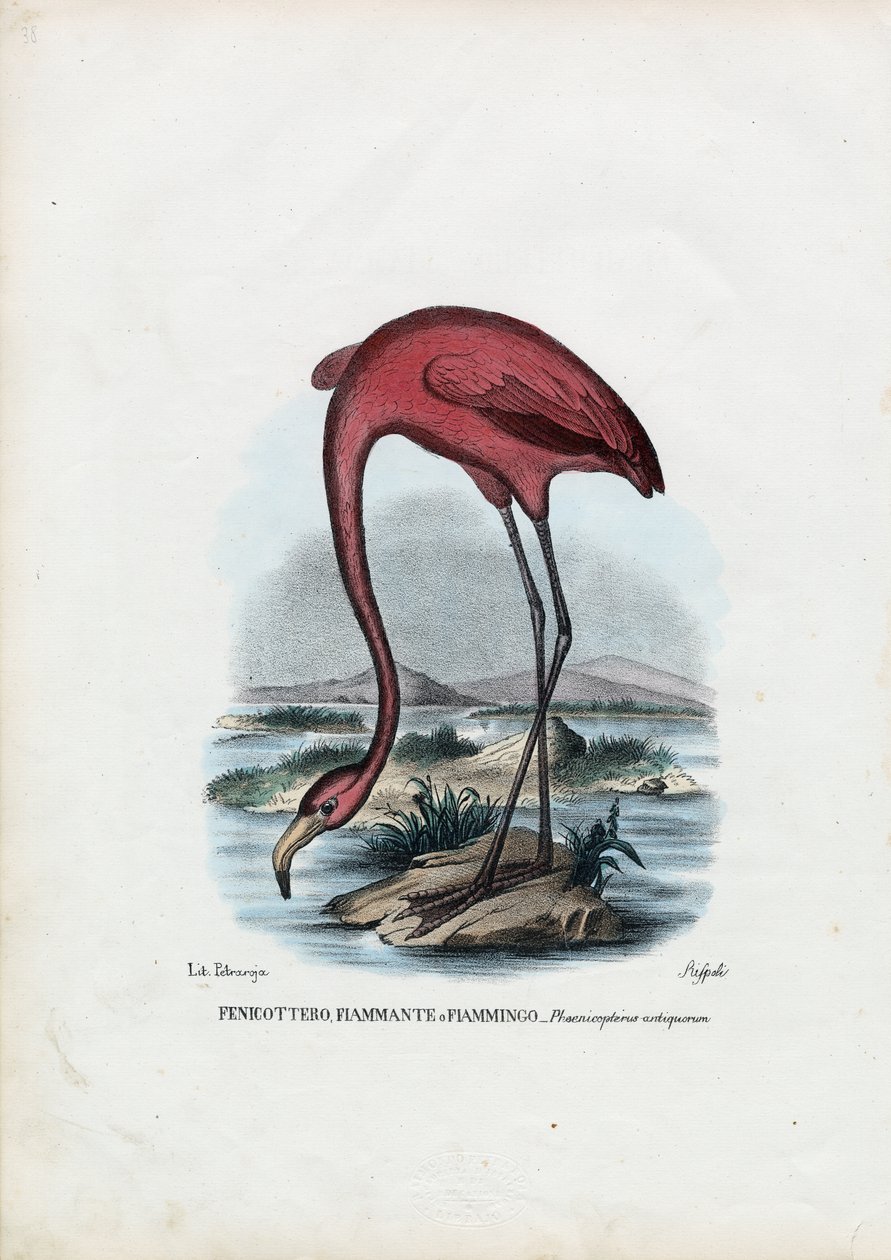 Rosy, 1863-79 av Raimundo Petraroja