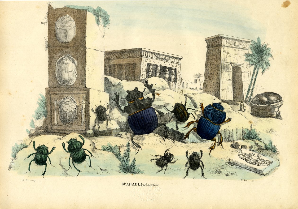 Scarab Beetles, 1863-79 av Raimundo Petraroja