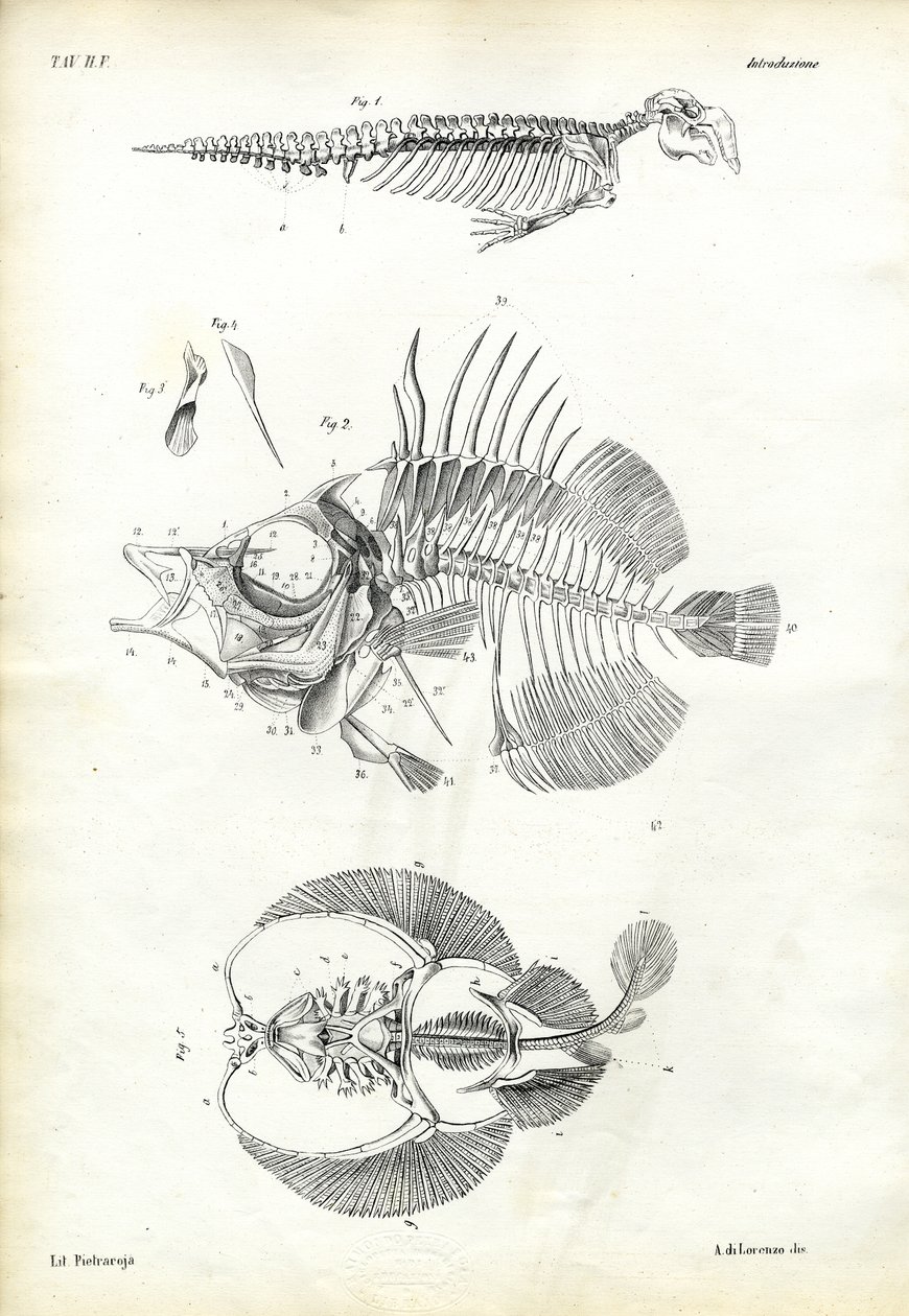 Segl, 1863-79 av Raimundo Petraroja