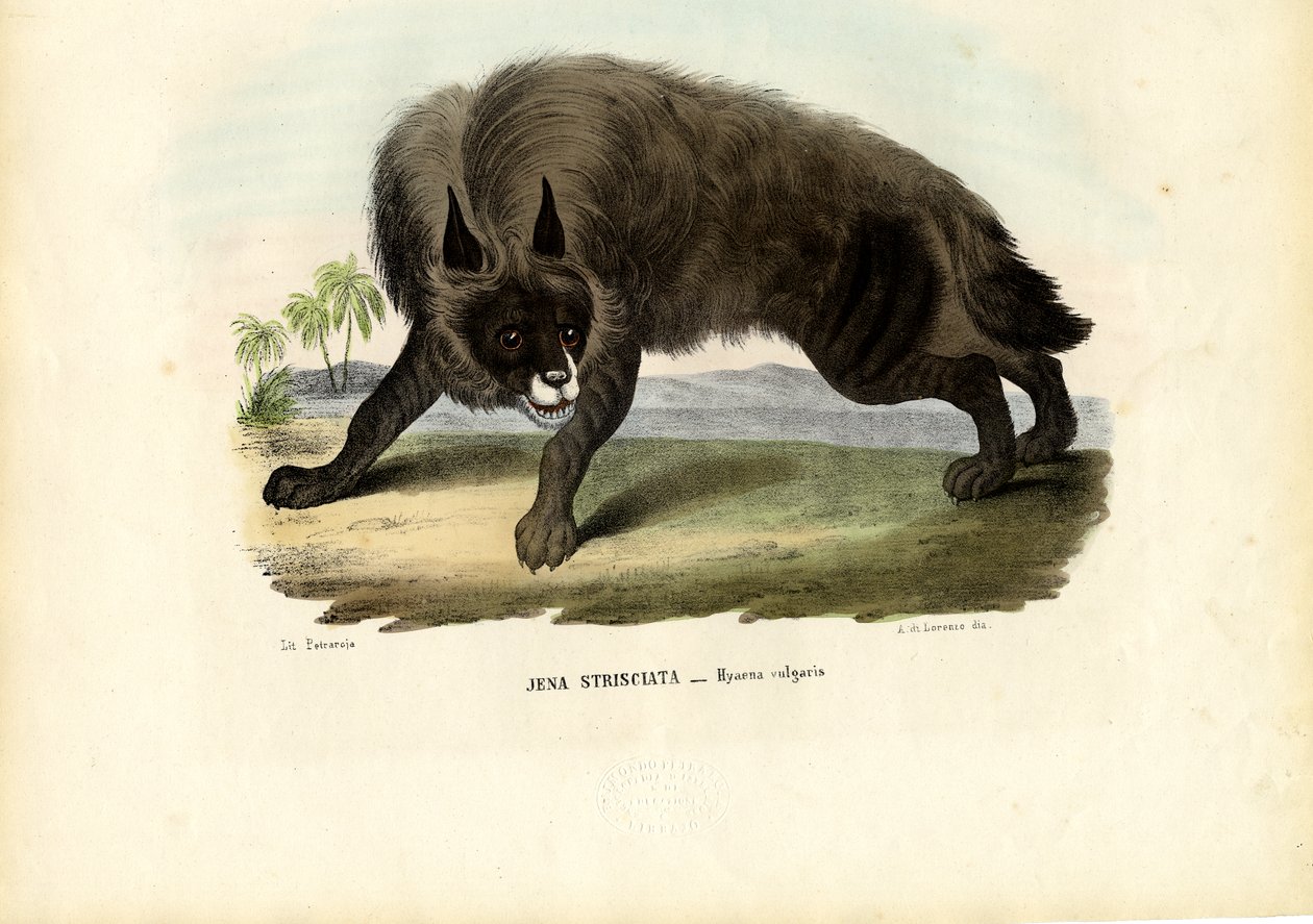 Stripete hyene, 1863-79 av Raimundo Petraroja