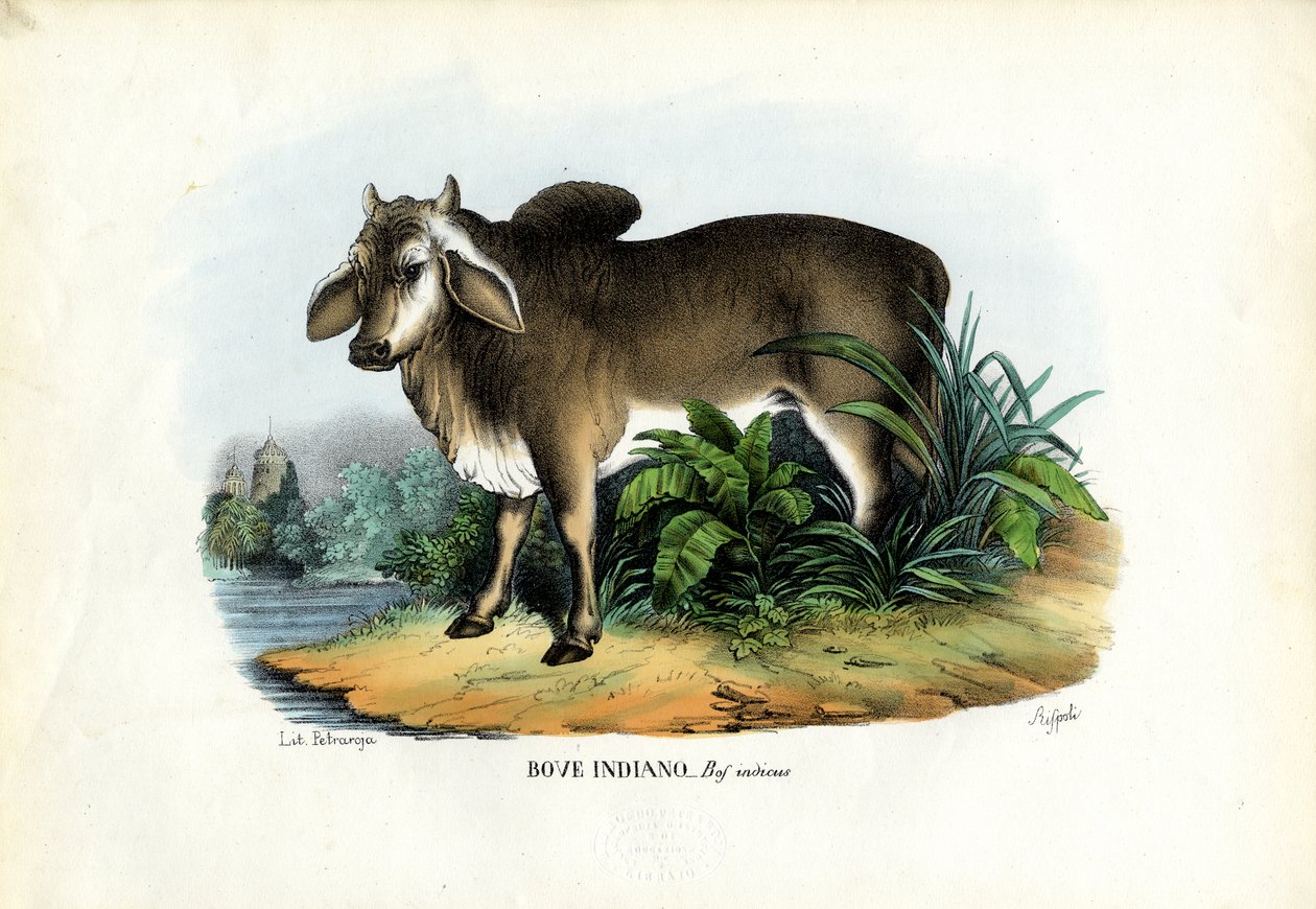 Zebu, 1863-79 av Raimundo Petraroja