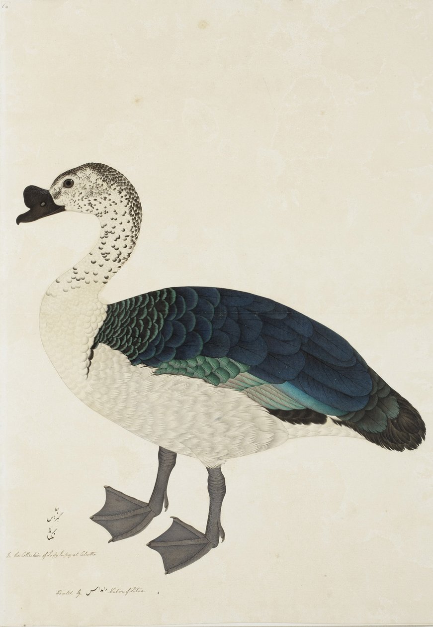 A Comb Drake (Sarkidiornis melanota), ca. 1780 (ugjennomsiktig wc på papir) av Ram Das