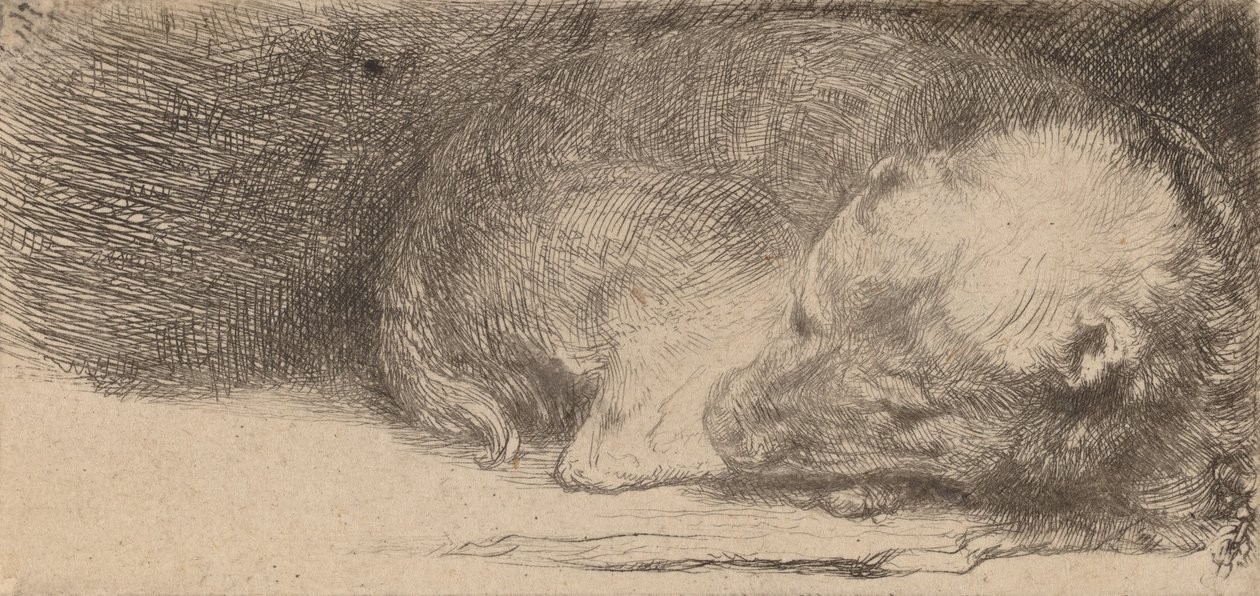 Sovende valp, ca. 1640. av Rembrandt van Rijn