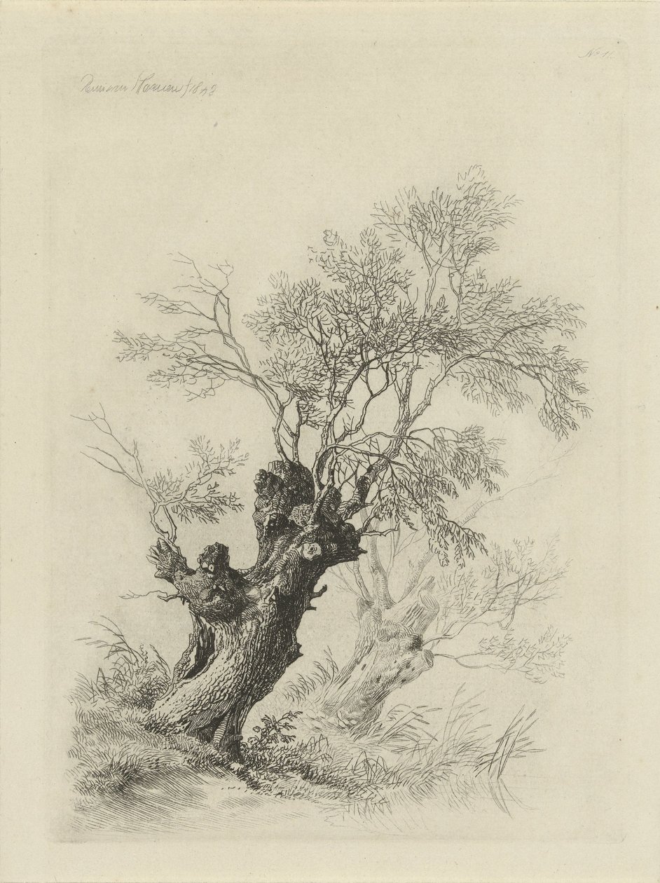 piletre av Remigius Adrianus Haanen