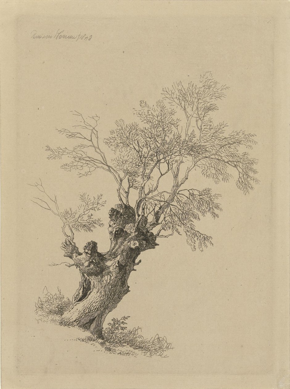 piletre av Remigius Adrianus Haanen