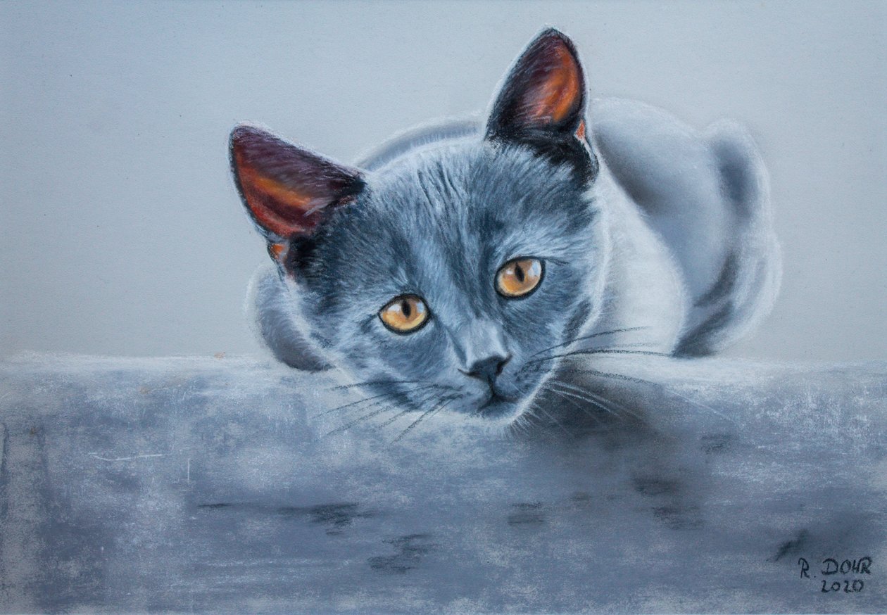 Grå katt av Renate Dohr