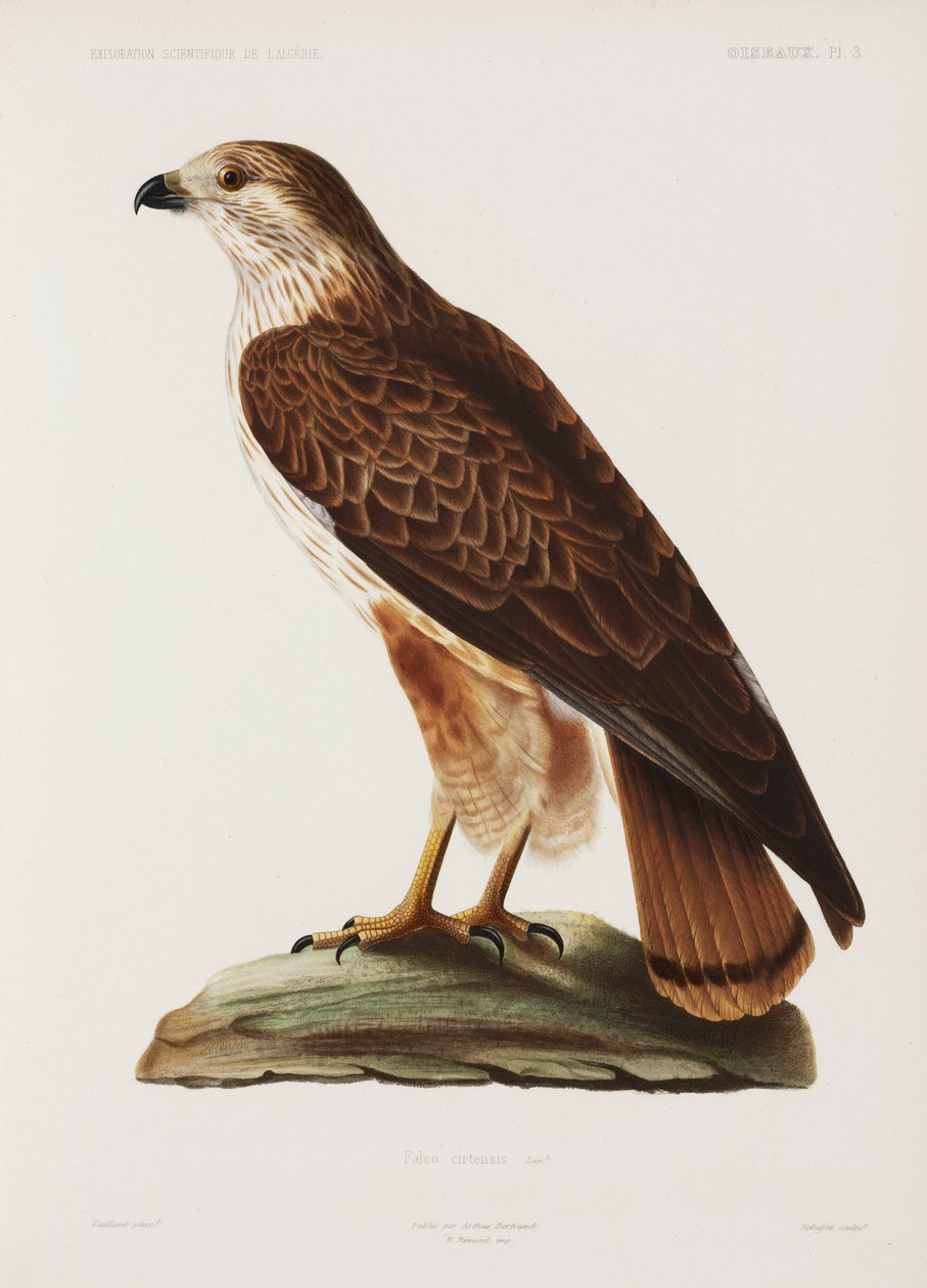 Falcon, Algerie av John Pardon