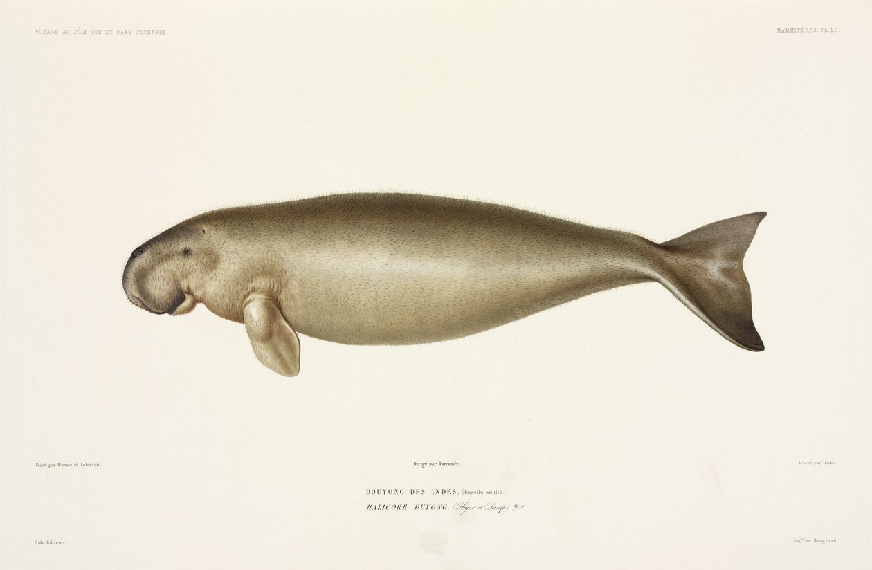 Halicore dugong av John Pardon
