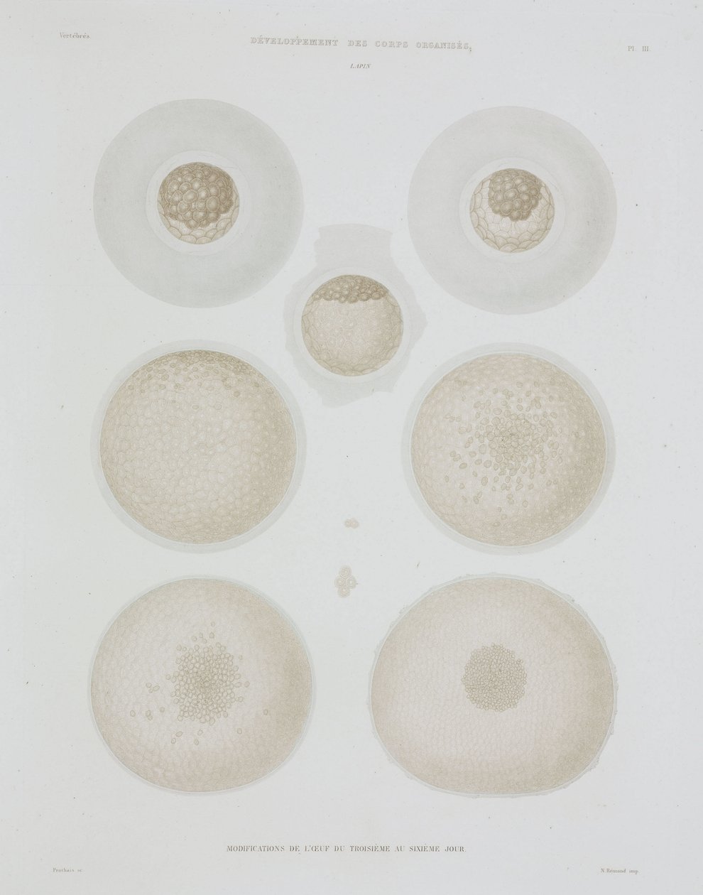 Kanin egg, c 1847-1859 av John Pardon