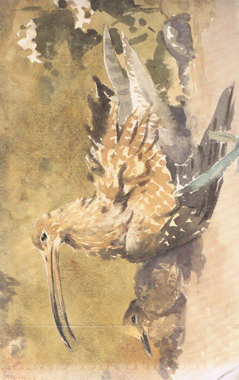 Curlew og ung av Robert George Talbot Kelly