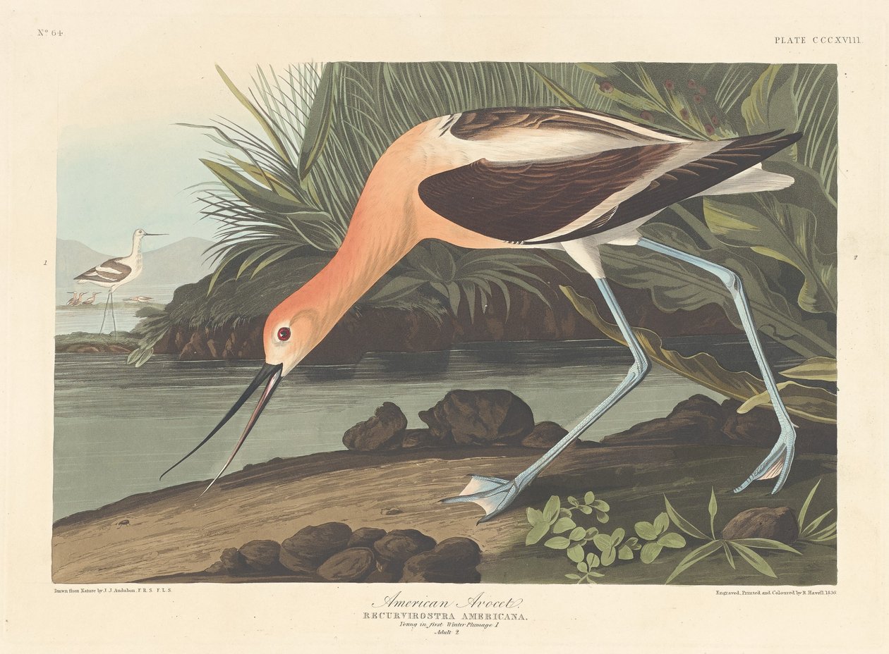 American Avocet, 1836. av Robert Havell