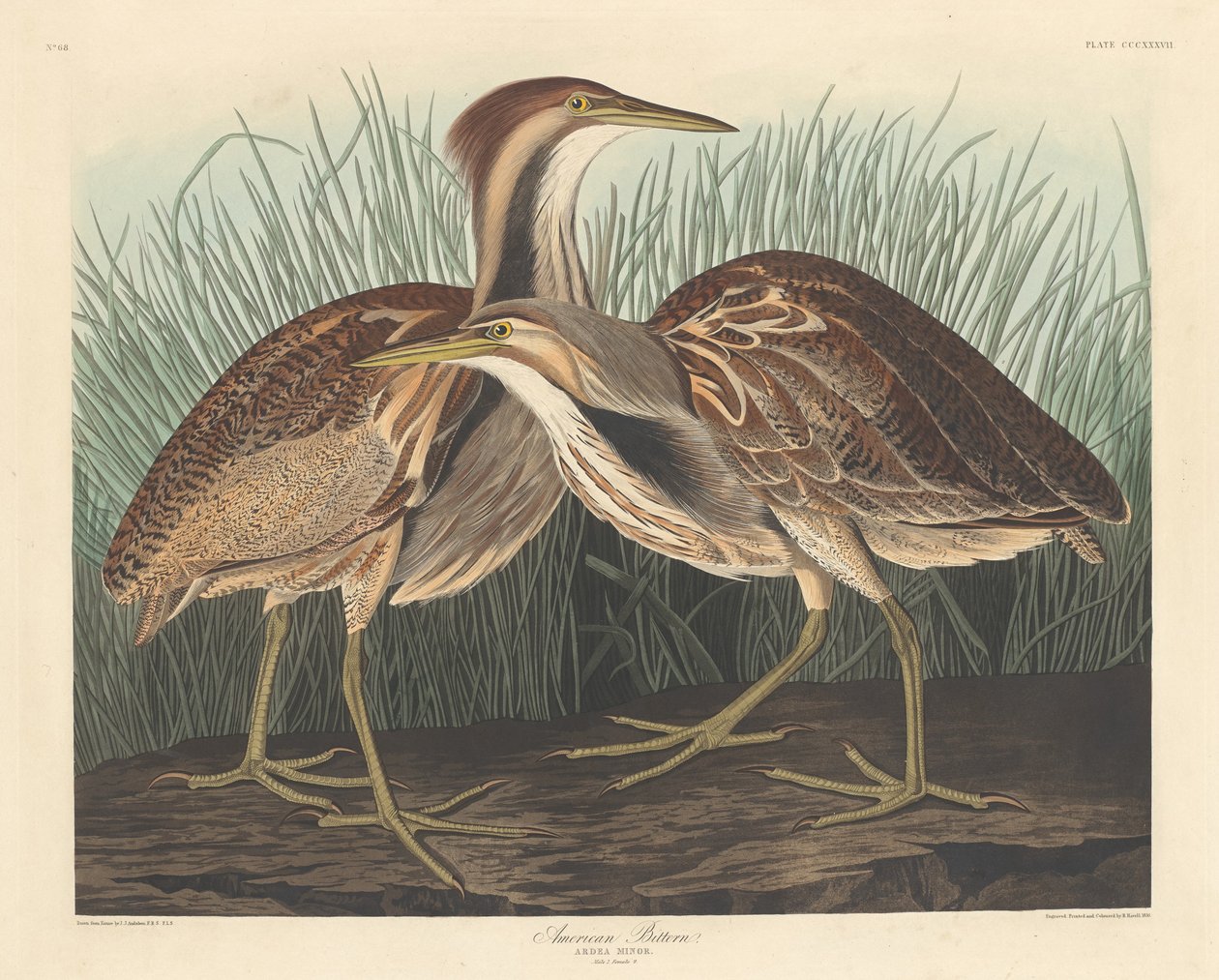 American Bittern, 1836. av Robert Havell