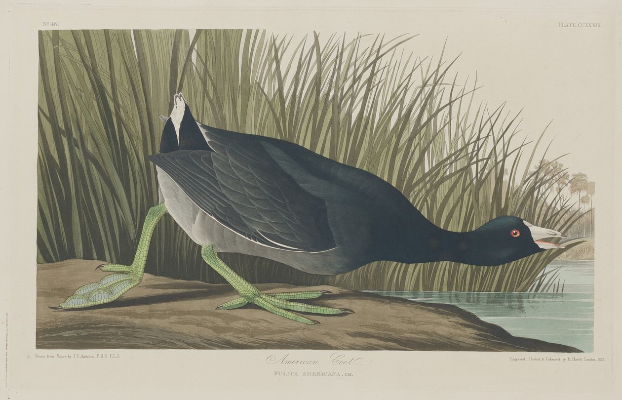 American Coot, 1835. av Robert Havell