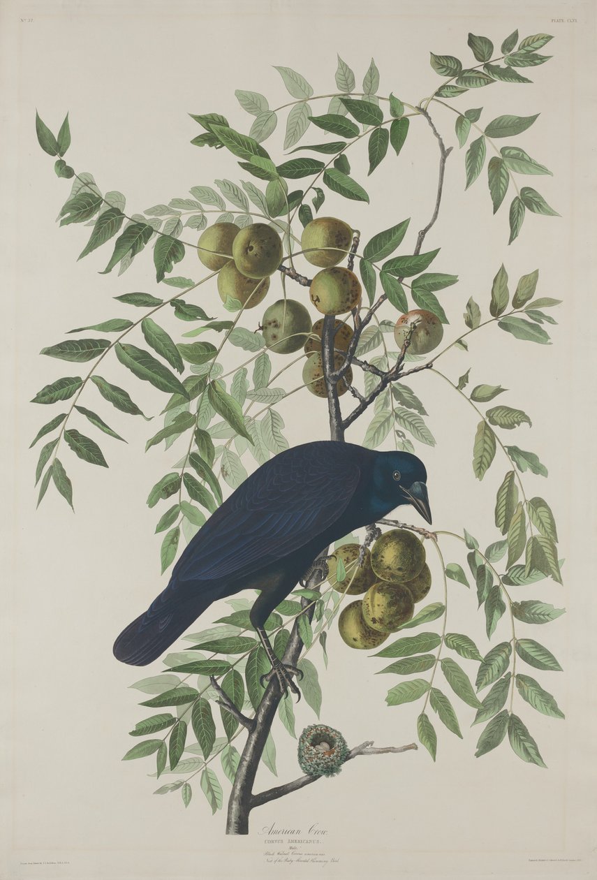 American Crow, 1833. av Robert Havell