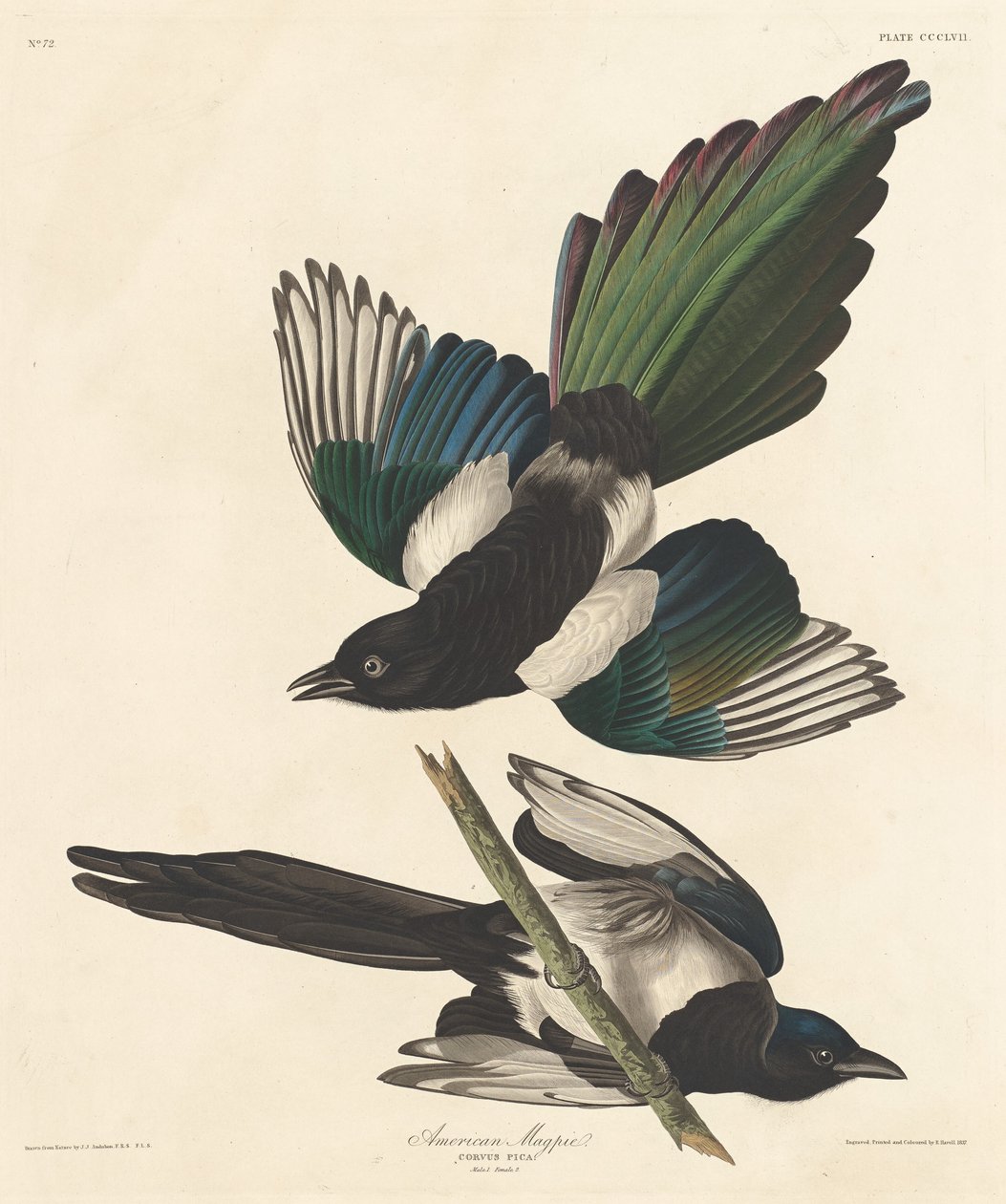 American Magpie, 1837. av Robert Havell