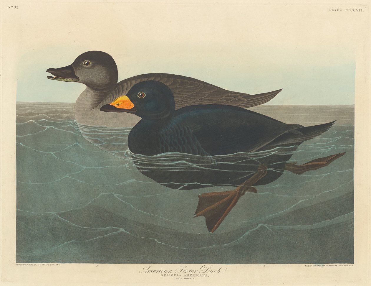 American Scoter Duck, 1838. av Robert Havell