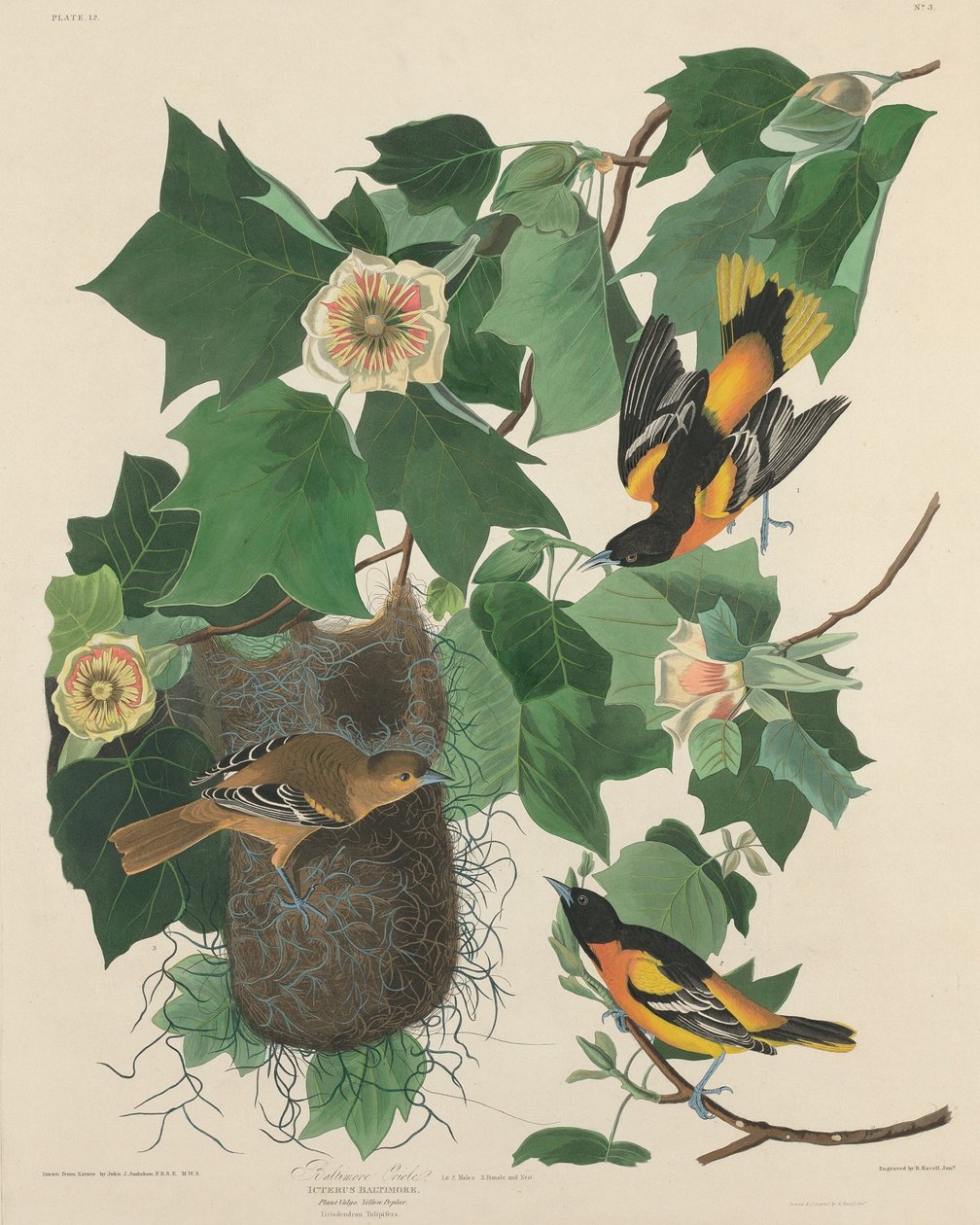 Baltimore Oriole, 1827. av Robert Havell