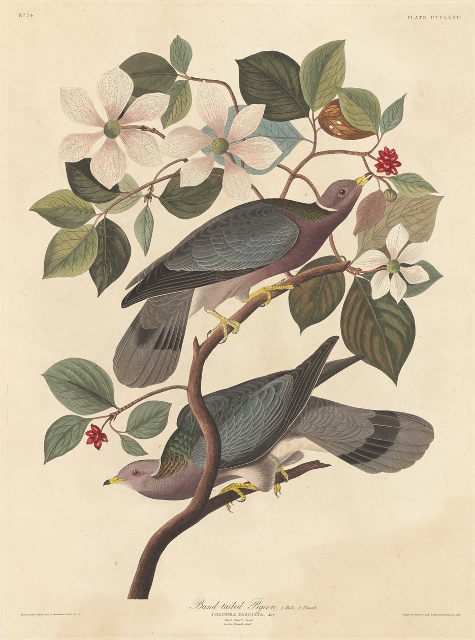 Båndhaledue, 1837. av Robert Havell