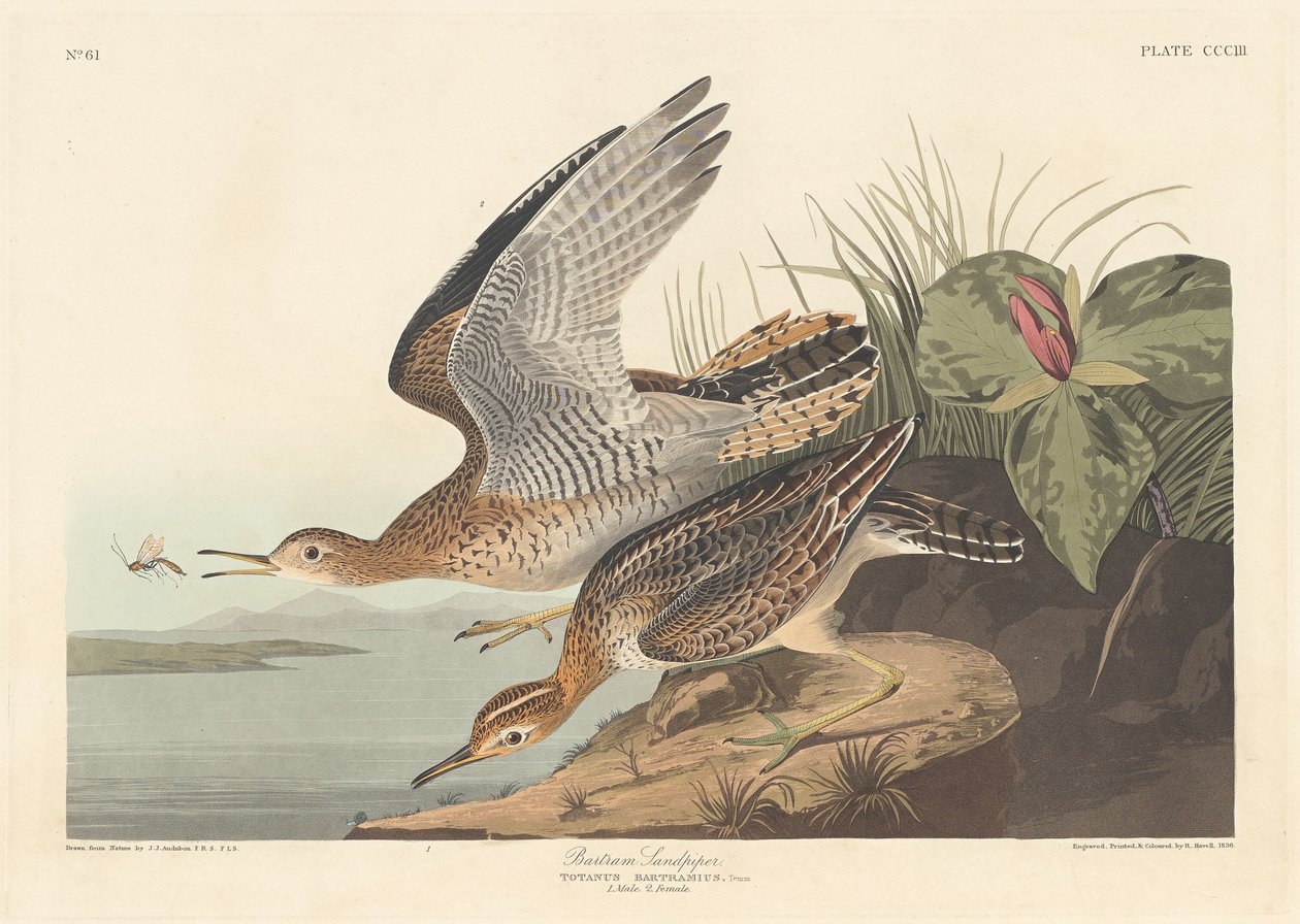 Bartram Sandpiper, 1836. av Robert Havell